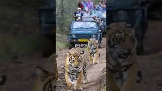 10 best places to spot tigers in Indian forests.
