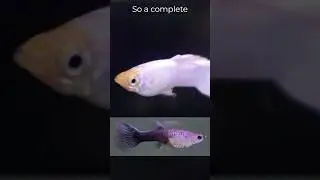 Red hot guppy genetics! 🌶️ unexpected results from 4 breeding experiments. #fishkeeping #guppies