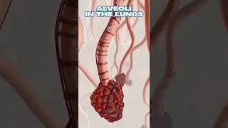 Alveoli in the Lungs