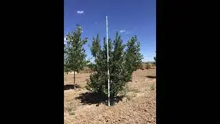 Prunus virginiana (Native Chokecherry)
