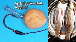 Best Hook Baiting Technique for Catching Trophy Rohu Fish.