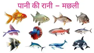 पानी की रानी मछलियां।Queen of Water – Fish 🐠। colourful fish with picture and video for kid's।