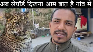 अब लेपॉर्ड दिखना आम बात है गाँव में 
