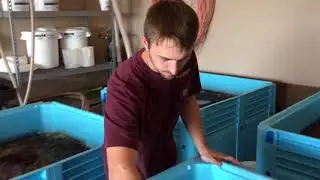 VanArnam Vineyards 2017 Harvest