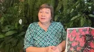 Почему мельчают луковицы Тюльпанов?