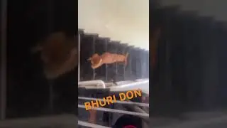 #bhuridon#funny up#down#viralvideo #viral