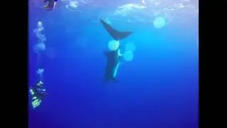 North Horn Whale shark