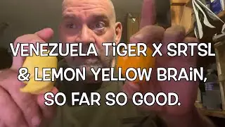 Venezuela Tiger X SRTSL & Lemon Yellow Brain, So Far So Good.