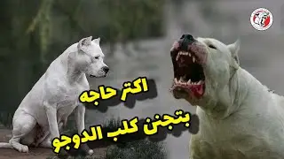 كلب دوجو ارجنتينوا واخطر العيوب وأهم المميزات قبل ما تشتري  2022 dogoargentino