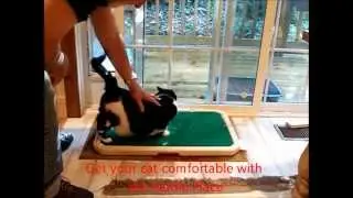 Housebreaking - Housebreaking your cat on Piddle Place&trade;
