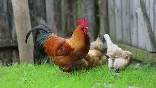 ER18 Wildlife Animals | Cute animals video | #Dog #Cat #Rat #Lion #elephant  #Tiger #Lion #monkey