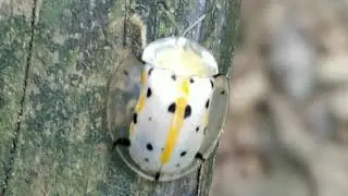 大黑星龜金花蟲 Tortoise shell beetle: Aspidomorpha miliaris