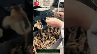 Behind the Scenes: How Baby Chicks Stay Healthy 🐣💉