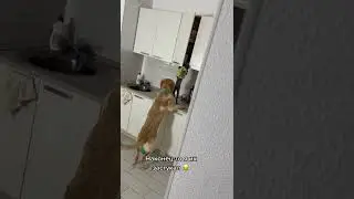ШОК! Кот с собакой воруют на кухне продуты
