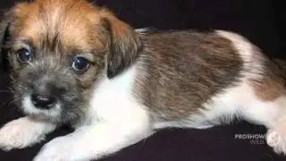 FoTzu Dog breed