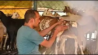 Goat Farming  Successful Farmer Ballava Nayak Koraput District Highres