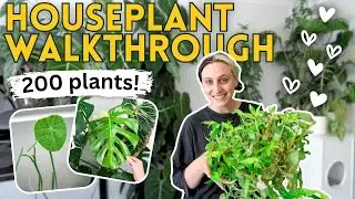July 2025 Houseplant Updates 🌿 200 Plant Collection (Walkthrough Style)