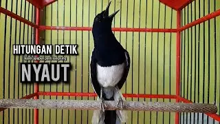 kacer gacor NGEPLONG tarung ini paling ampuh buat PANCINGAN KACER agar EMOSI