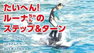 ルーナちゃんのステップ＆ターンは大変そうでした【2023年11月9日】鴨川シーワールドのシャチさんたち