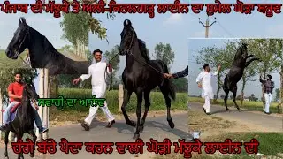 Stallion Barood Sire sultan ਦੇਖੋ ਪੰਜਾਬ ਦੀ ਮੱਝੂਕੇ ਤੇ ਅਲੀ-ਕਿਰਲਗੜ੍ਹ ਲਾਈਨ ਦਾ ਸੁਮੇਲ ਘੋੜਾ #beanttulewal