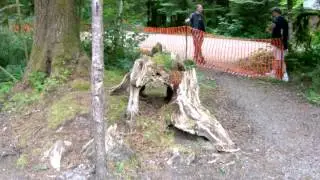 Gold basin campground Washington state tree stump that looks like a dinosaur skull S91E2934