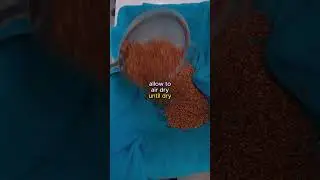 How to Make Mushroom Grain Spawn