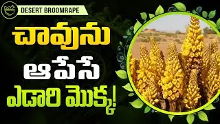 Desert Ginseng: The Immortal Herb from the Desert! | ఎడారి జిన్సెంగ్: ఈ మూలికలు అమరత్వ రహస్యం!