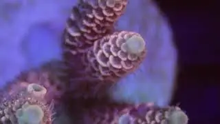 FreakinCorals Acropora Selection Metallic Pink Millipora - FreakinCorals