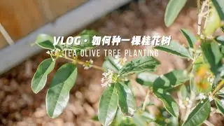Garden Vlog｜我有桂花树啦🌳美国后院种树指南｜千万不要乱挖坑｜后院铺mulch｜西雅图生活｜一圆又一圆