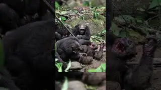 Chimpanzee War: The Real-Life Animal Conflict That Shocked Scientists