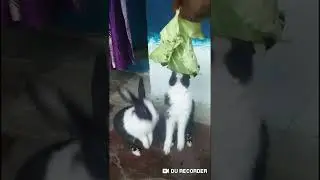#Rabbit#eating#food#.