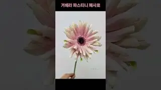 거베라 파스티니 페사로 / Gerbera Pastini Pesaro