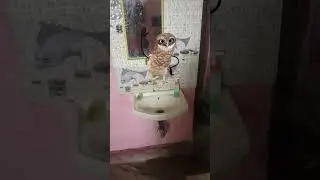 #owl dance