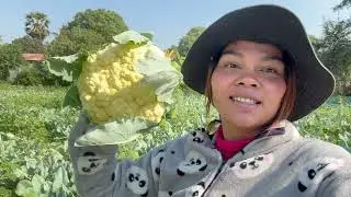 Today, we’re sharing our cauliflower harvest with friends and relatives in Palang Village