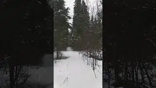#run #snow #snowrun #nature #forestrun #forestwalking #running #forest
