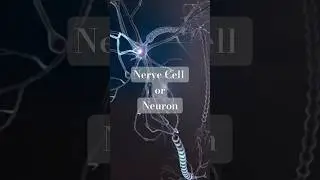 🧠 What is a Neuron? Structure & Function of Nerve Cell#biology #science #3danimation #shorts  #viral