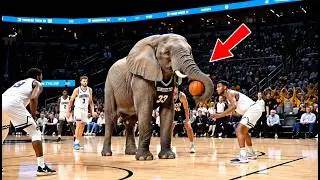 NBA Basketball Sports Craziest Comeback Plays Full Game Played By Animals #basketball #nba #sports