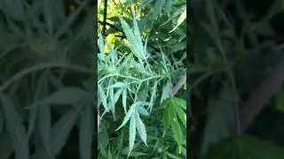 Vermont Outdoor Grower 9/2/19