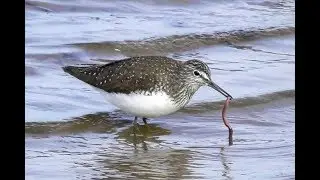 Черныш ( Tringa ochropus )