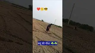 कद्दू पौधा रोपाई है #nandkishorsinghofficial #ganvkilifestyle #village #farming #blogging
