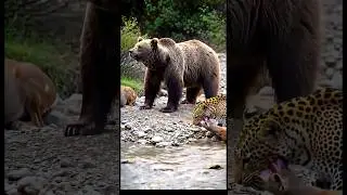 Cheetah Attacks Deer but Brave Bear Protects It &ndash;#trending#shorts#wildlife#animals Animated