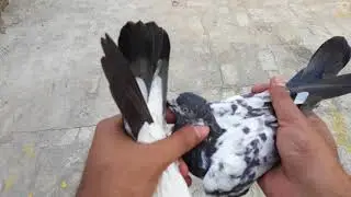 How to train pigeons to fly high - part 2