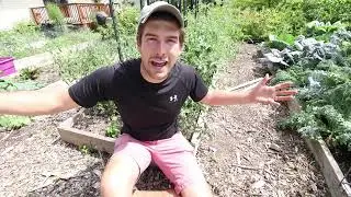 Complete Guide to Growing Fall Tomatoes