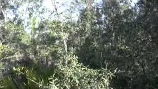 scrub 5. sand live oak and myrtle oak