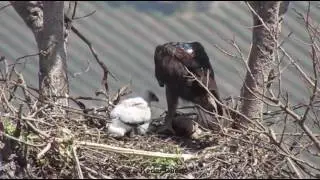 Bonellis eagle feeding to his chicks in nest,India