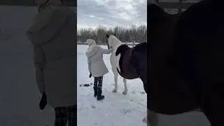 Brushing Horse Hair #horse #horselover #shorts