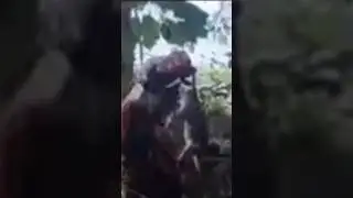 Farmer's teamwork with the dog #viralvideo