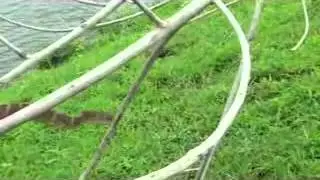 Forsten's Cat Snk 4