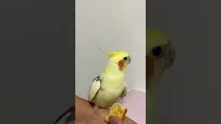 Talented bird #shorts #birds