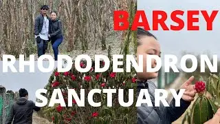 BARSEY RHODODENDRON SANCTUARY WEST SIKKIM TOUR.